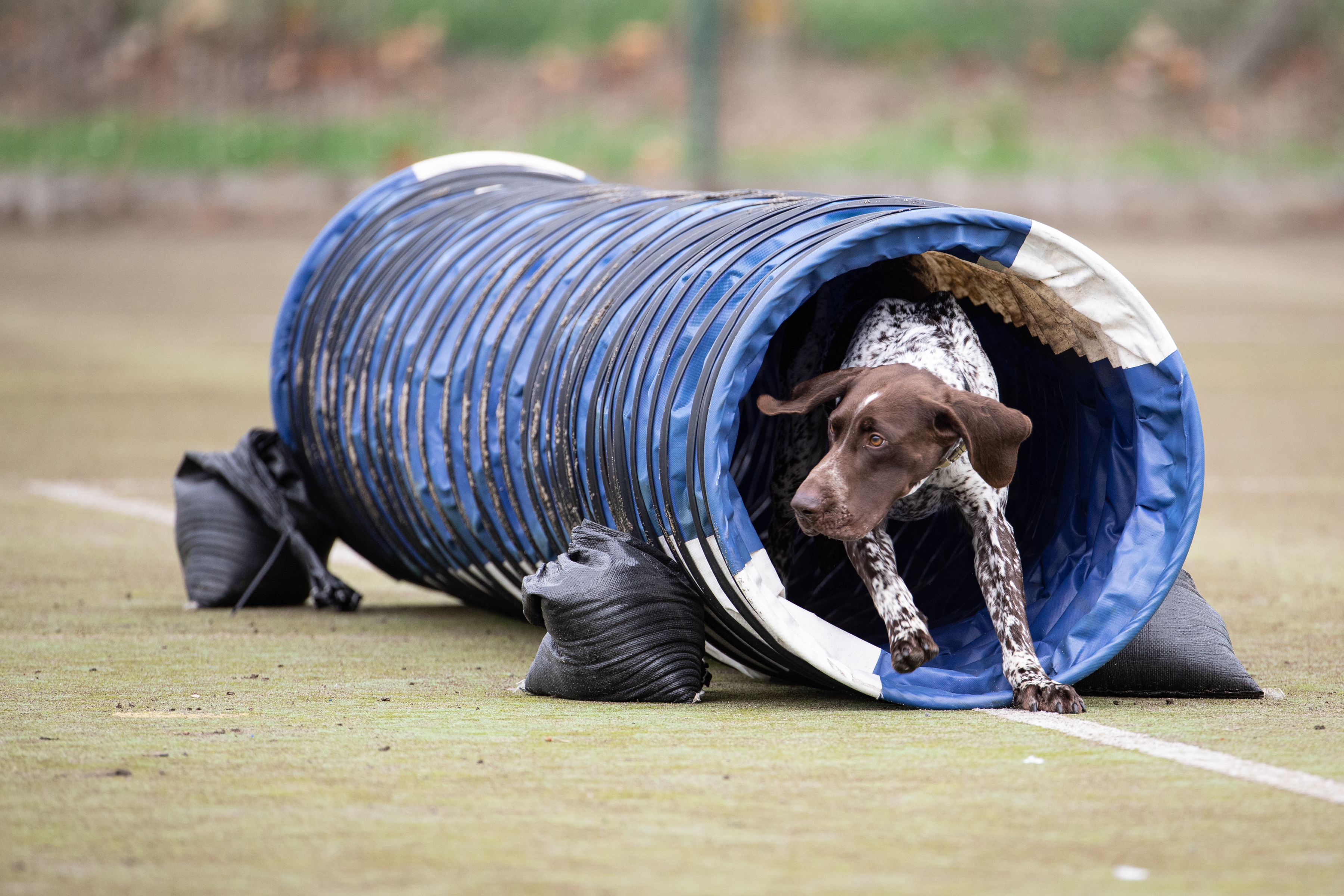 Image shows Military Working Dog running out of tunnel on agility course.